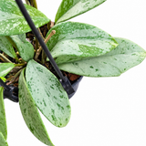 Hoya Pubicalyx Silver