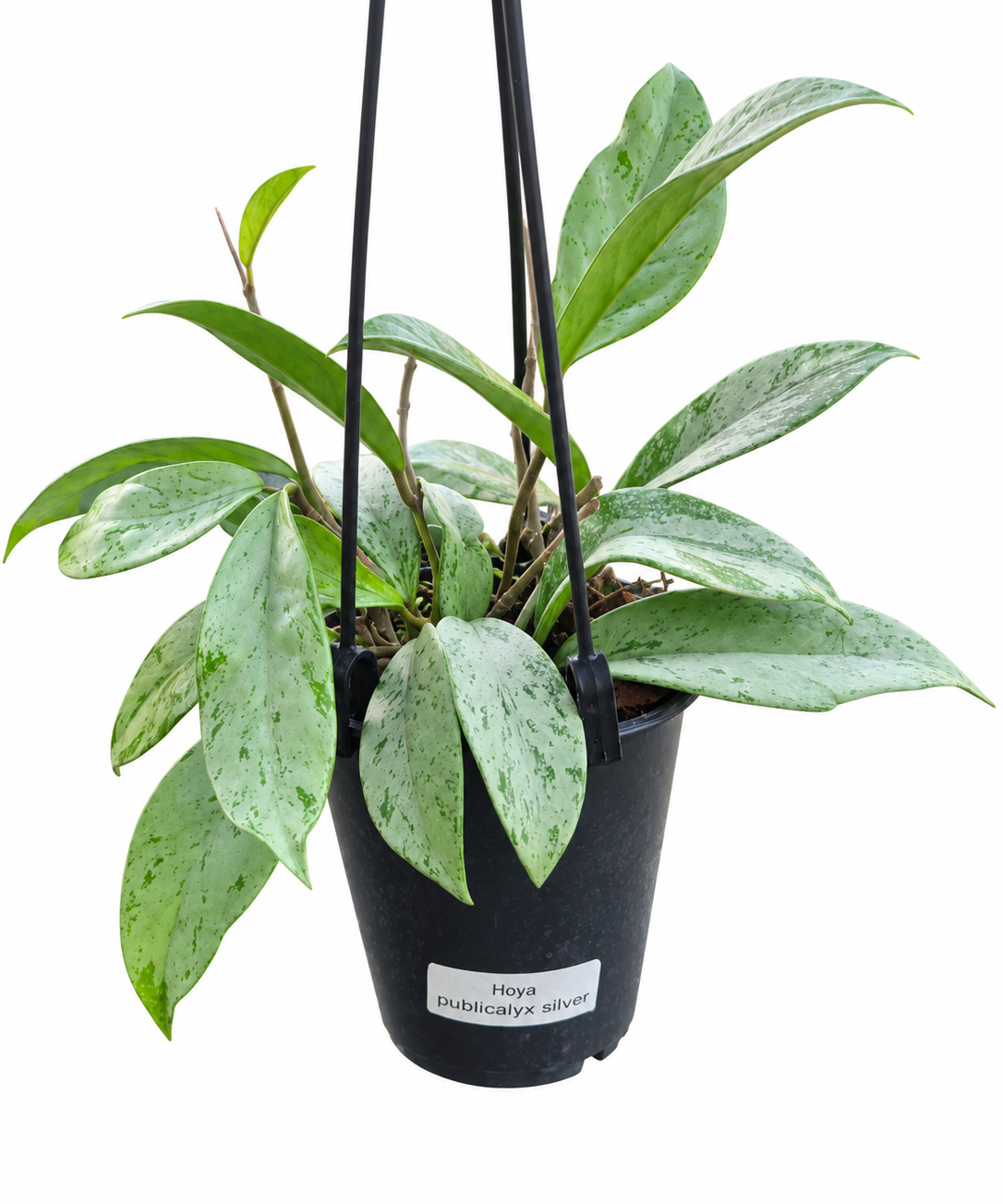 Hoya pubicalyx Silver in a black 5-inch hanging basket with silver-splashed green foliage