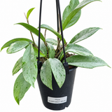 Hoya Pubicalyx Silver