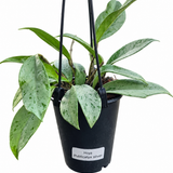 Hoya Pubicalyx Silver