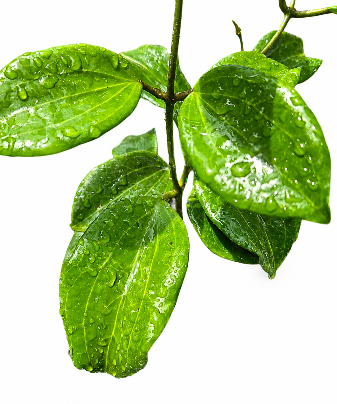 Hoya Quinquenervia