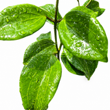 Hoya Quinquenervia