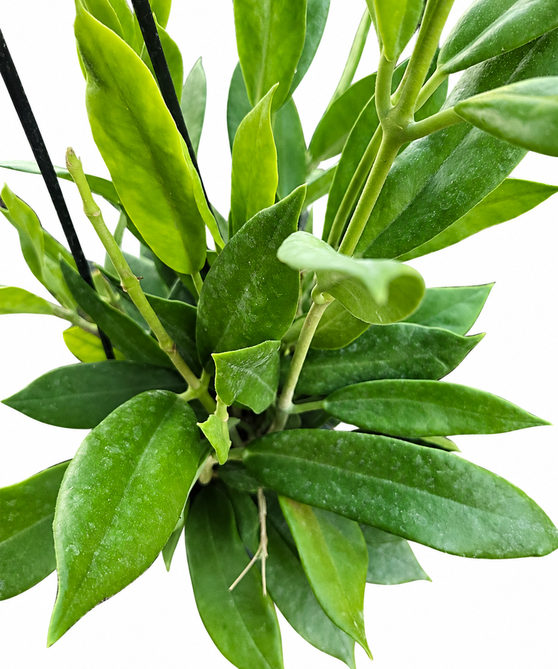Angled view of Hoya rupicola showing thick elongated green leaves in a hanging basket