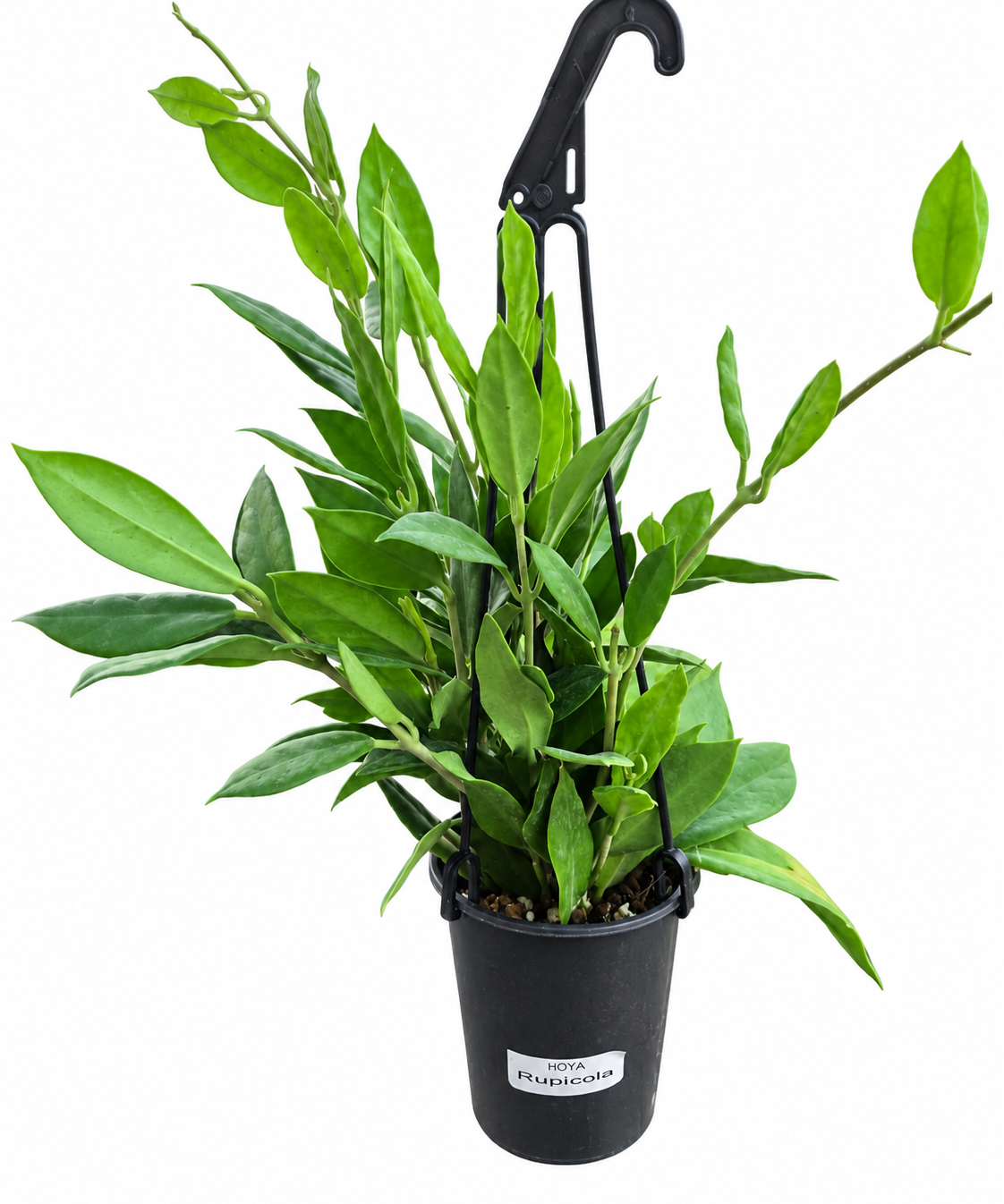 Hoya rupicola in a black 5-inch hanging basket with upright green foliage on a white background