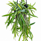 Hoya Shepherdii
