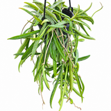 Hoya Shepherdii