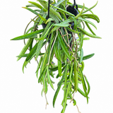 Hoya Shepherdii