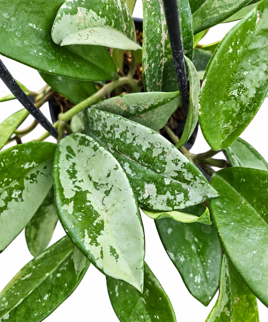 Close-up of Hoya ‘Silver Moon’ foliage showing heavy silver marbling on green leaves