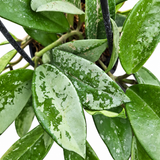Hoya Silver Moon