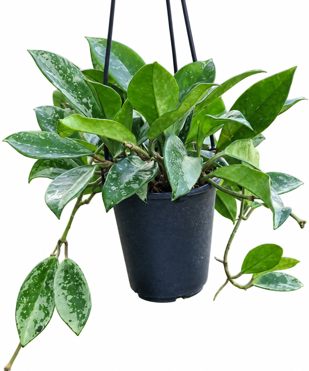 Hoya ‘Silver Moon’ AH-074 in a black hanging pot with green leaves heavily splashed with silver
