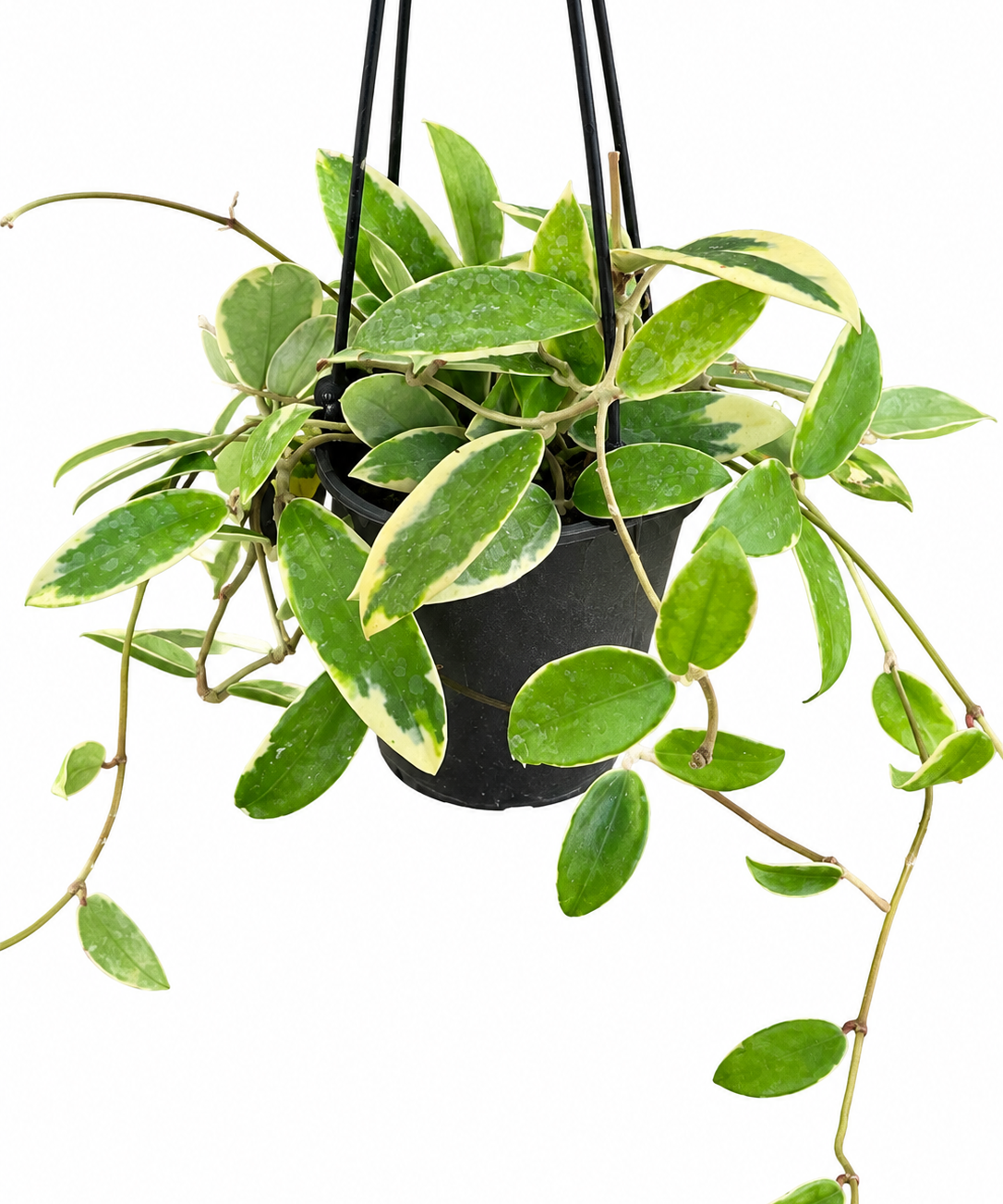 Hoya verticillata ‘Albomarginata’ in a hanging basket with trailing green leaves and cream margins