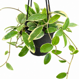 Hoya Verticillata Albomarginata