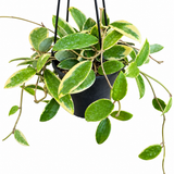 Hoya Verticillata Albomarginata