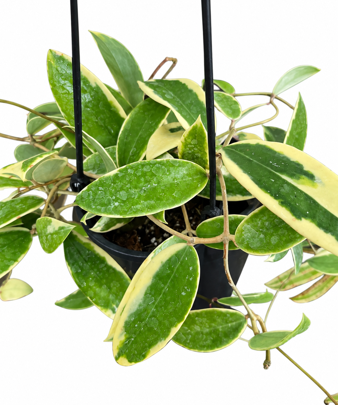 Variegated Hoya verticillata ‘Albomarginata’ showing cream-edged green foliage in a hanging basket