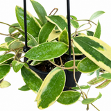 Hoya Verticillata Albomarginata