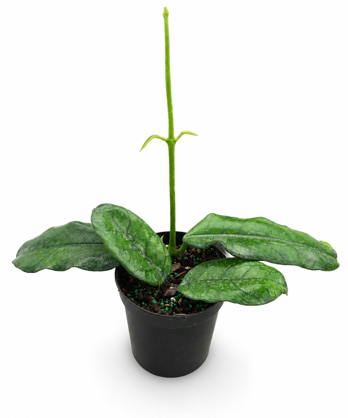 Hoya Villosa