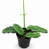 Hoya Villosa