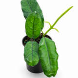 Hoya Villosa