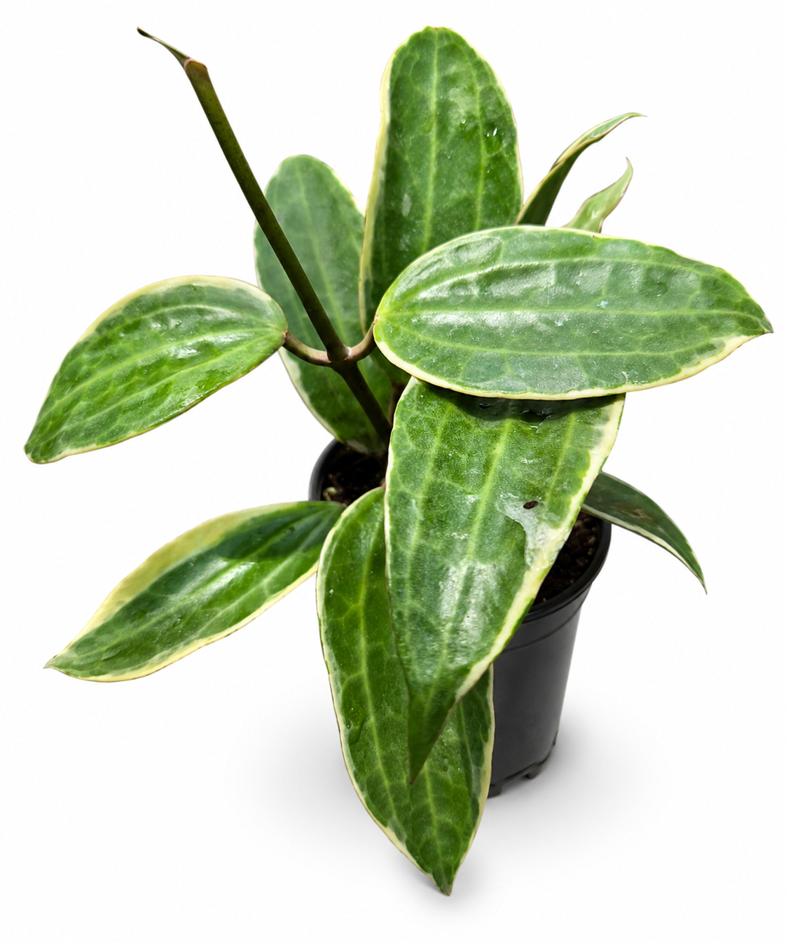 Hoya Macrophylla
