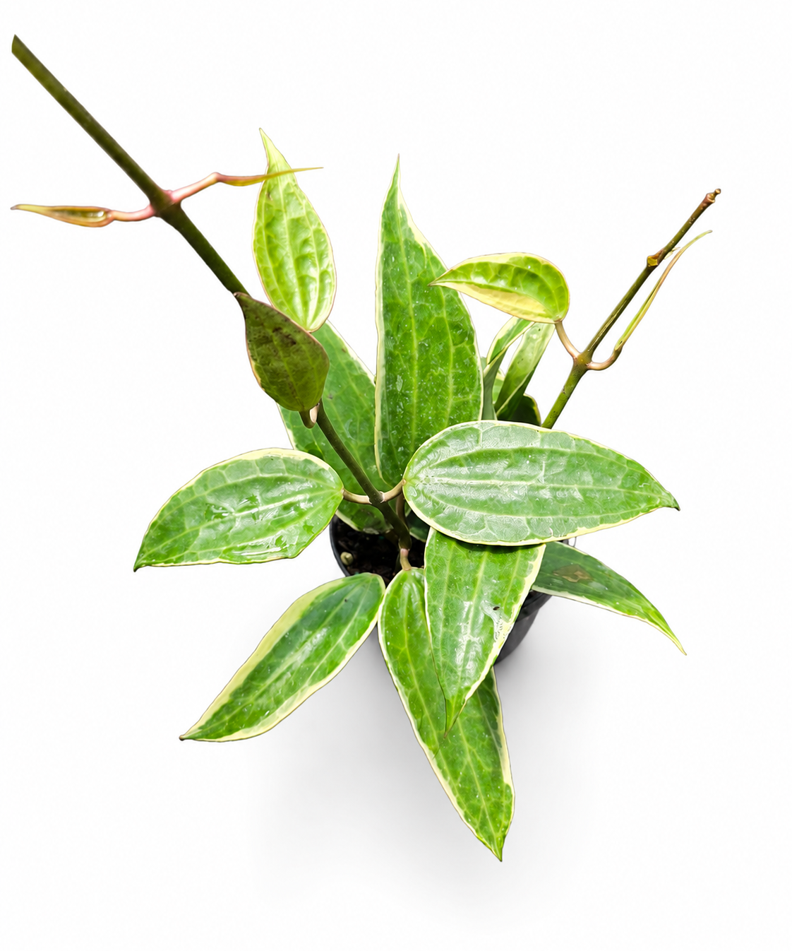 Hoya Macrophylla
