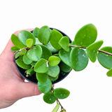 Hoya Mathilde