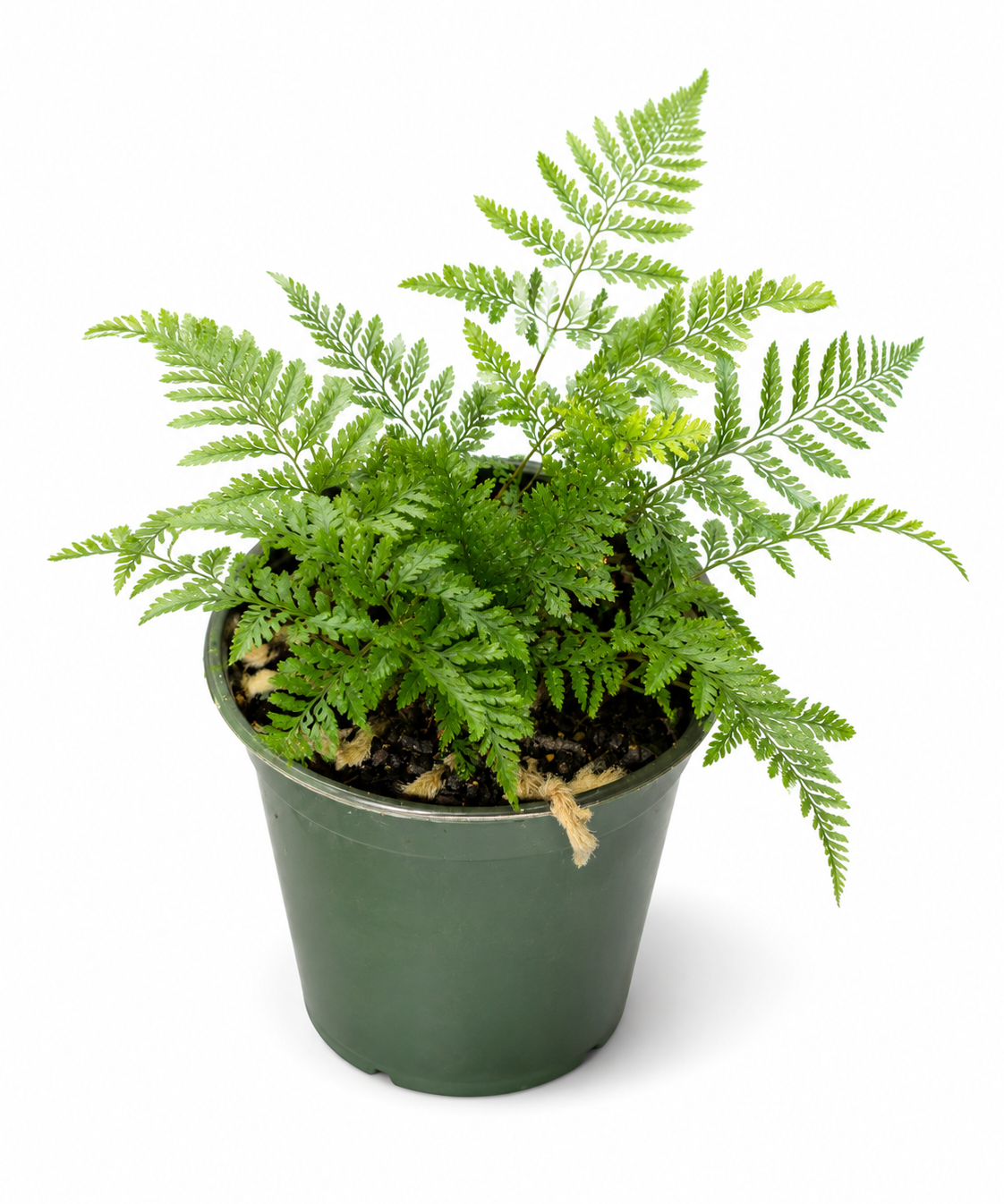 Humata White Rabbit's Foot Fern