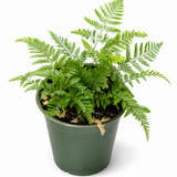 Humata White Rabbit's Foot Fern