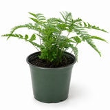 Humata White Rabbit's Foot Fern