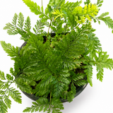 Humata White Rabbit's Foot Fern