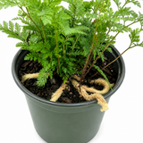 Humata White Rabbit's Foot Fern