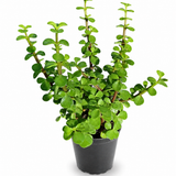 Mini Jade Plant