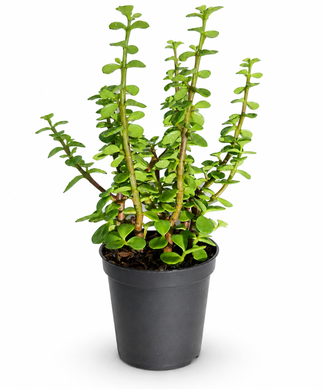 Mini Jade Plant