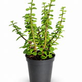 Mini Jade Plant