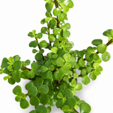 Mini Jade Plant
