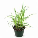 Lemongrass
