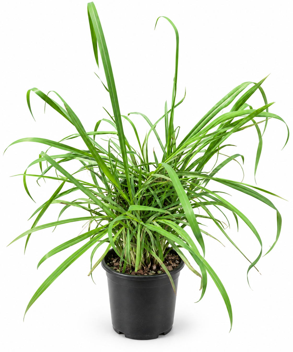 Lemongrass