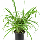 Lemongrass