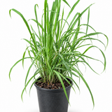 Lemongrass