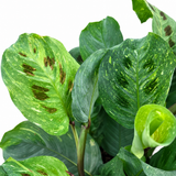 Maranta Beauty Kim