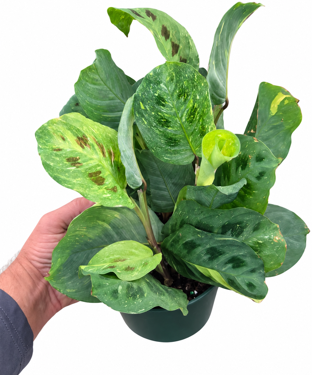 Hand-held Maranta ‘Beauty Kim’ showing green leaves with cream and yellow variegation