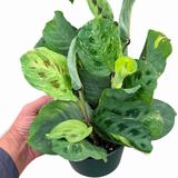 Maranta Beauty Kim