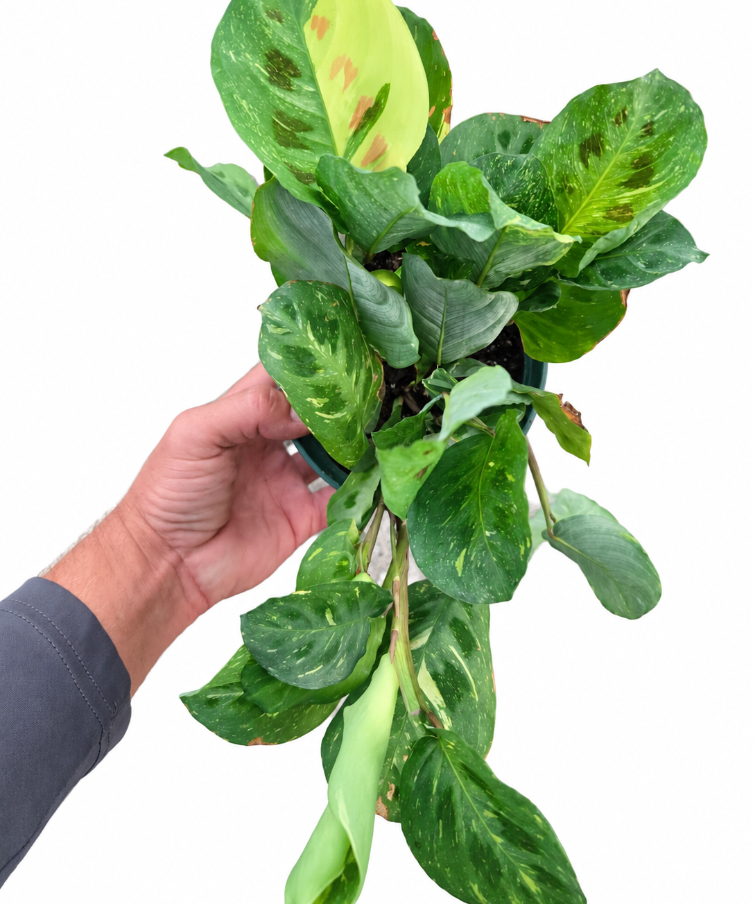 Maranta ‘Beauty Kim’ variegated prayer plant in a 6-inch nursery pot held against a white background