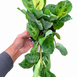 Maranta Beauty Kim