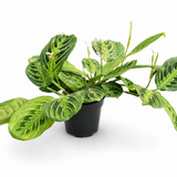 Maranta Lemon Lime
