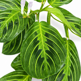 Maranta Lemon Lime