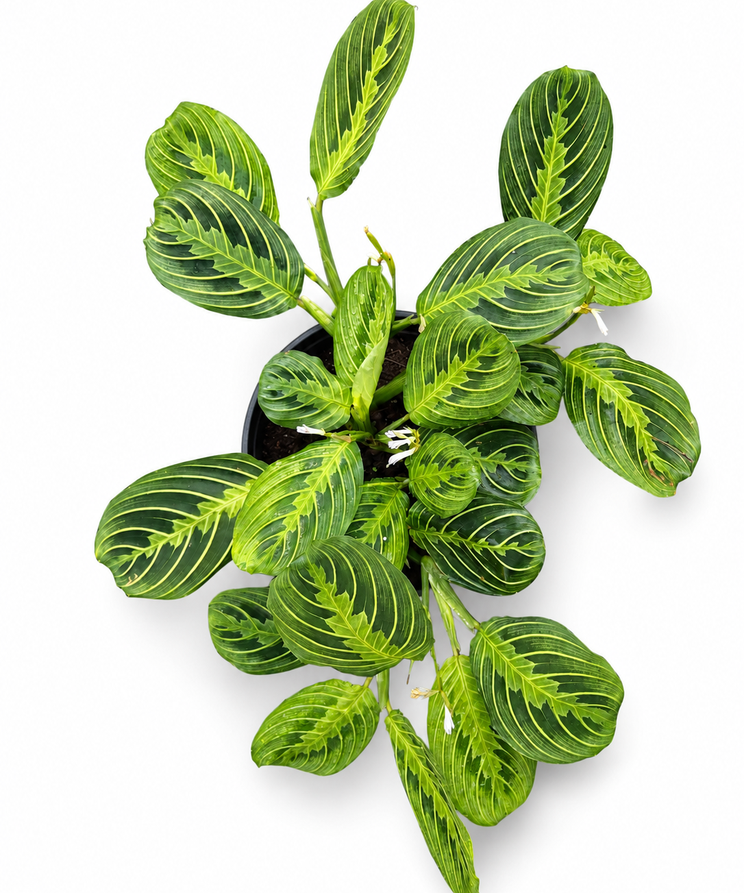 Maranta Lemon Lime