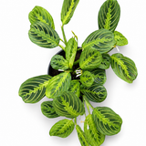 Maranta Lemon Lime