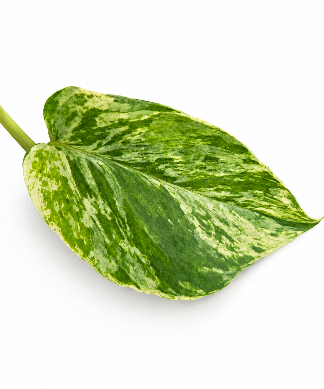 Pothos Marble Queen
