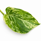 Pothos Marble Queen