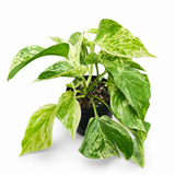 Pothos Marble Queen
